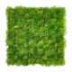 ΠΑΝΕΛ ΦΥΛΛΩΣΙΑΣ MOSS 50 X 50 A509 NewPlan