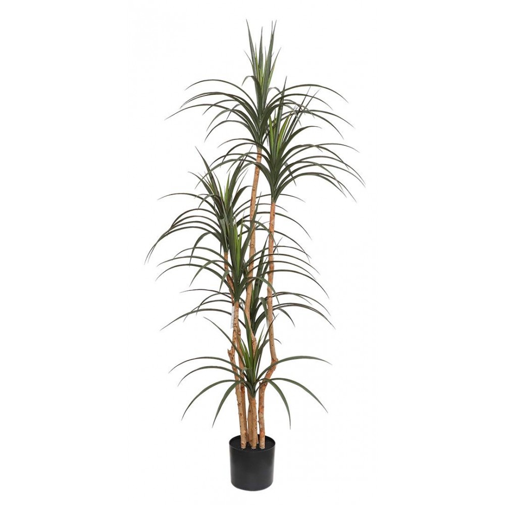 DRACAENA  NP_325_180  ΥΨΟΣ 180cm NewPlan