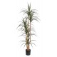 DRACAENA  NP_325_180  ΥΨΟΣ 180cm NewPlan