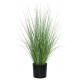 ONION GRASS TREE  NP1009_60 ΥΨΟΣ 60cm NewPlan