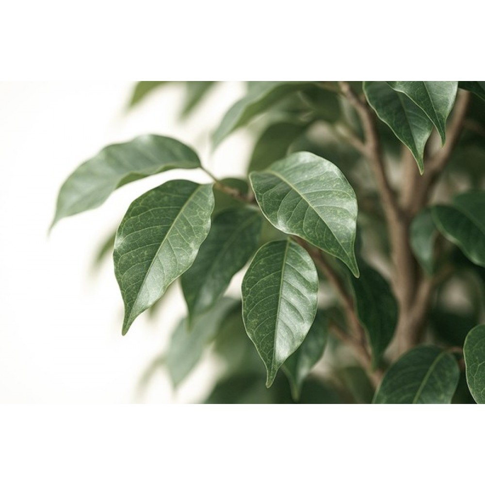 FICUS TREE NP230_210_UV  ΥΨΟΣ 210cm NewPlan