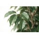 FICUS TREE NP230_210_UV  ΥΨΟΣ 210cm NewPlan
