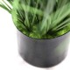ONION GRASS TREE  NP1011_120 ΥΨΟΣ 120cm NewPlan