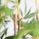BAMBOO IN POT NP827_180_UV  ΥΨΟΣ 180cm NewPlan