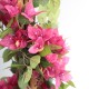BOUGAINVILLEA  NP_34_160  ΥΨΟΣ 160cm NewPlan