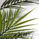 PALM TREE  NP160_210_UV  ΥΨΟΣ 210cm NewPlan