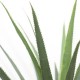 AGAVE TREE  NP802_160  ΥΨΟΣ 160cm NewPlan