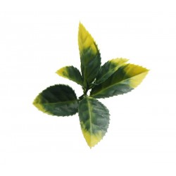 ΠΑΝΕΛ ΦΥΛΛΩΣΙΑΣ BERLIN 50 X 50 A017 PHOTINIA NewPlan