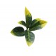 ΠΑΝΕΛ ΦΥΛΛΩΣΙΑΣ BERLIN 50 X 50 A017 PHOTINIA NewPlan