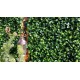 ΠΑΝΕΛ ΦΥΛΛΩΣΙΑΣ BERLIN 50 X 50 A017 PHOTINIA NewPlan
