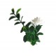 ΠΑΝΕΛ ΦΥΛΛΩΣΙΑΣ PORTO 50 X 50 A040 GENTLE JUNGLE NewPlan