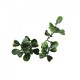 ΠΑΝΕΛ ΦΥΛΛΩΣΙΑΣ BERLIN 50 X 50 A146 BOXWOOD NewPlan